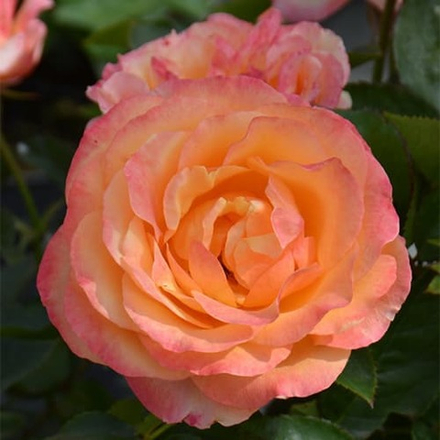 Роза чайно-гибридная Ибица С6