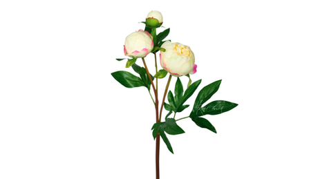 Пион (3 бутона) - Кремовый