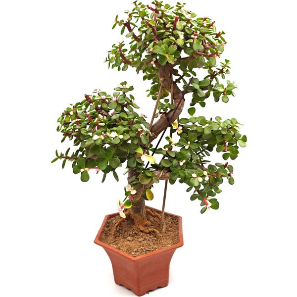 Бонсай Портулакария Афра вариегата D16