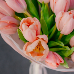 136. Крупные сортовые тюльпаны розовые персиковые