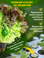 Система выращивания с профессиональной фитолампой АГРОЛО Максимальная, Настольная садовая ферма, Гидропоника