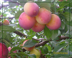 Слива Антонина