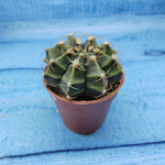 Gymnocalycium Friedrichii (Гимнокалициум)