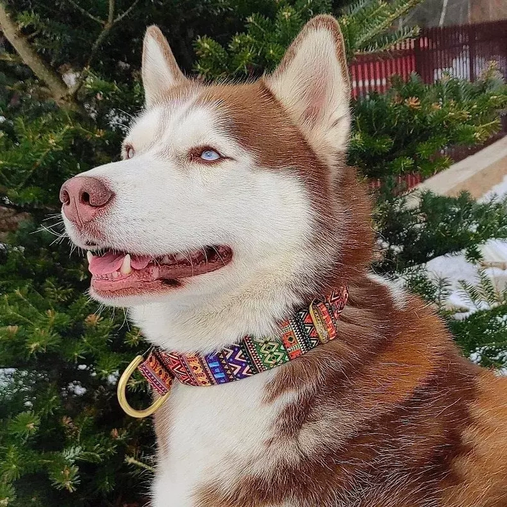 широкий ошейник полуудавка дизайнерский 40 мм