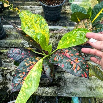 Кротон ANYAMANEE