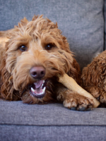 Petstages игрушка для собак Dogwood палочка деревянная 10 см очень маленькая