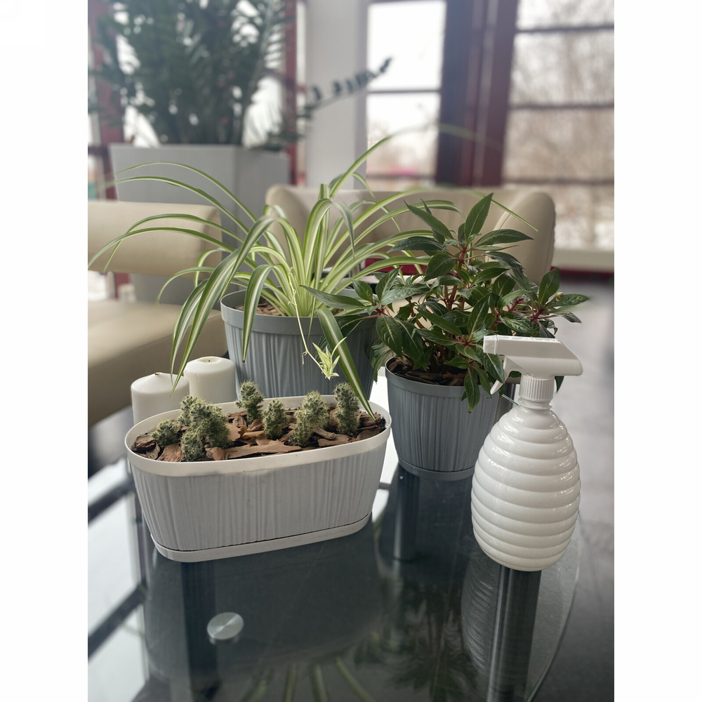 Опрыскиватель для растений 0,5л «Wave» белоснежный жасмин