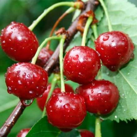 Вишня БЫСТРИНКА