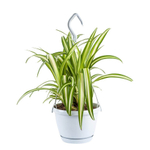 Хлорофитум "Подвесной"