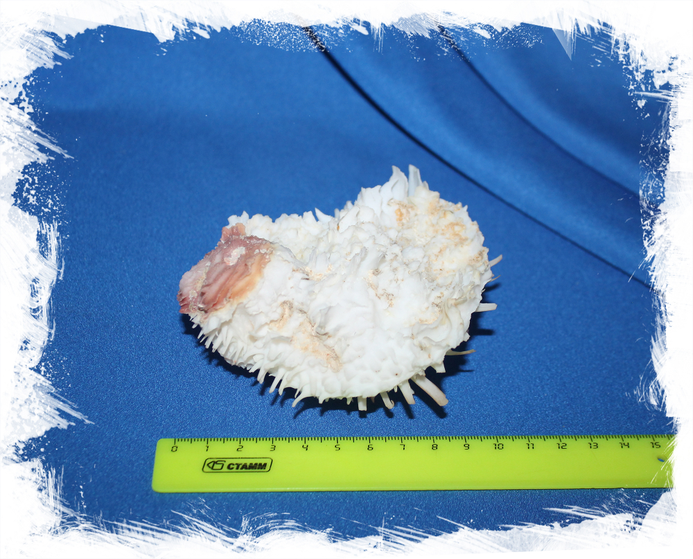Ракушка Spondylus varius размер