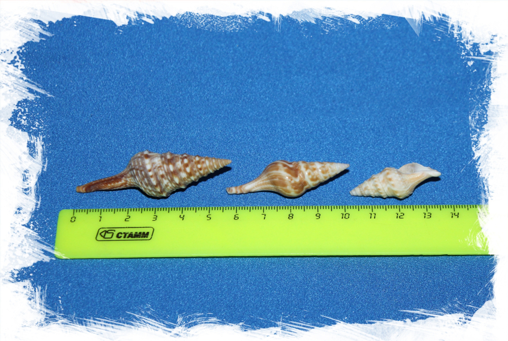 Туррикула Индико, 3-6см, 100гр, 14шт