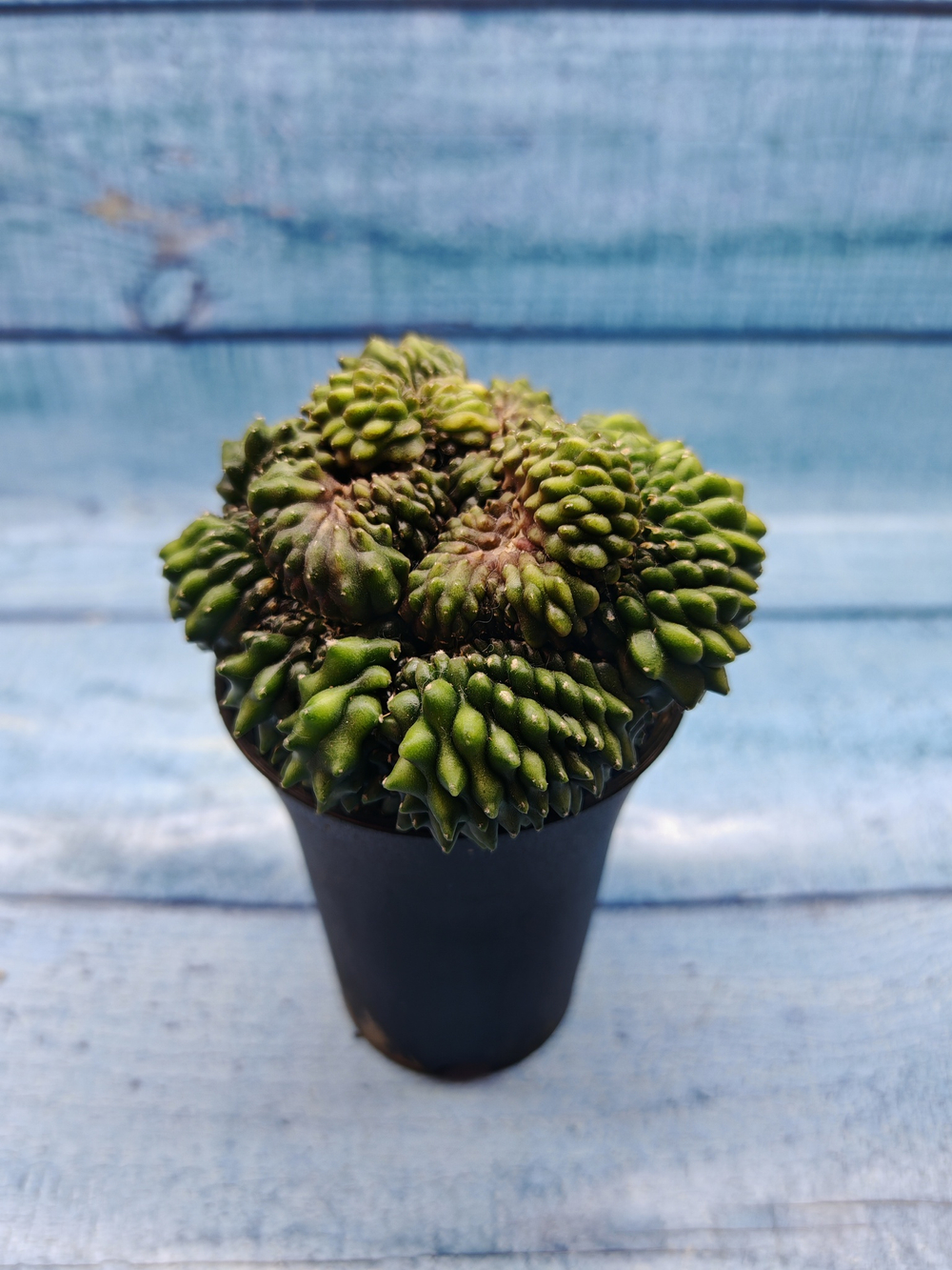 Gymnocalycium Spineless Crested form (Гимнокалициум Кристатный)