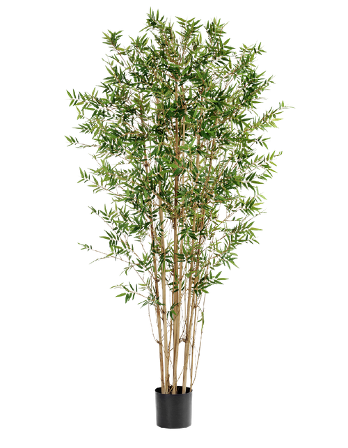 Бамбук Японский ориенталь