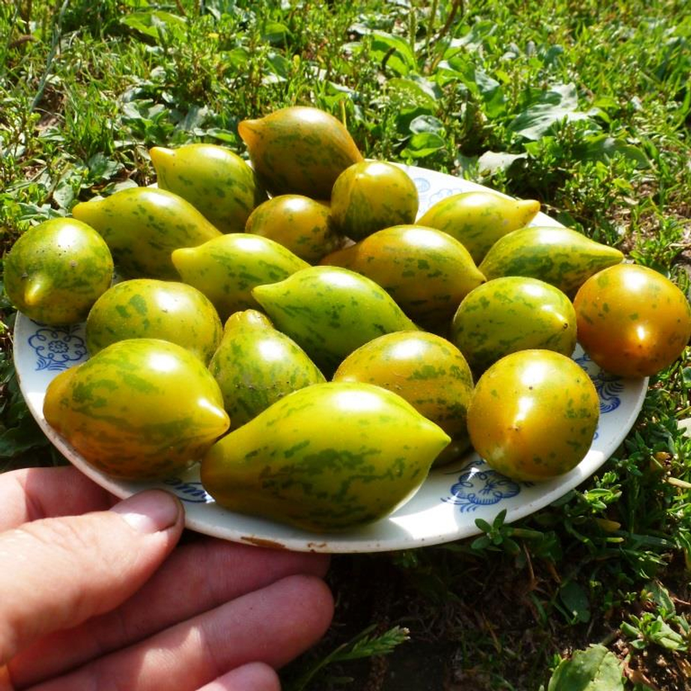 Помидоры Майкл Поллан - Michael Pollan