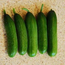 Огурец Пиколино F1 5шт ВитаГрин ЭКСТРА