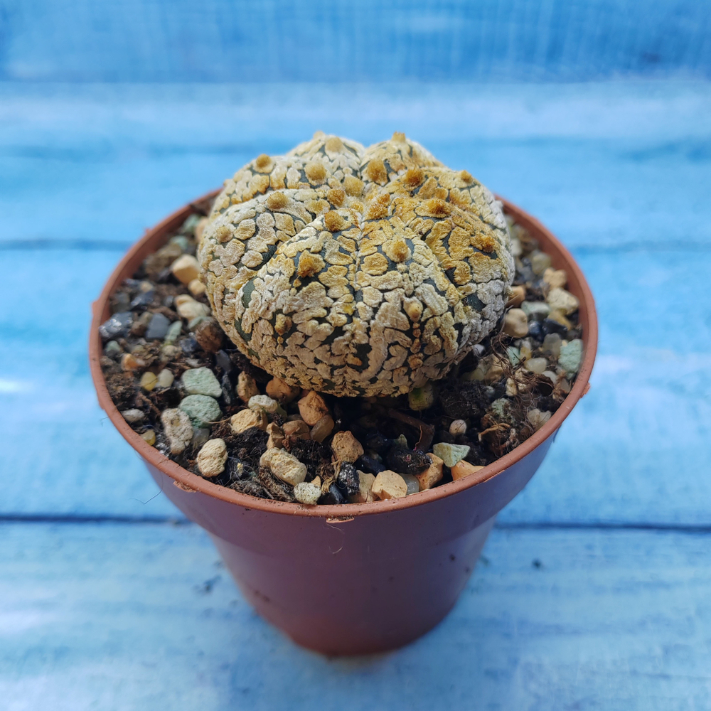 Astrophytum Asterias "Super Kabuto" (Астрофитум)