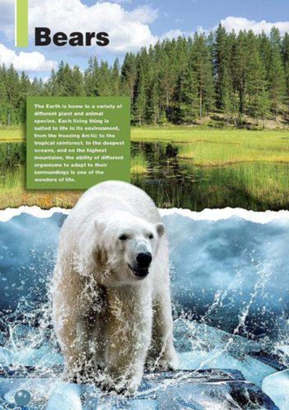 The Polar Bear (Discover Our Amazing World) reader. Книга для чтения