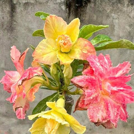 Адениум PHUONG LAM 23