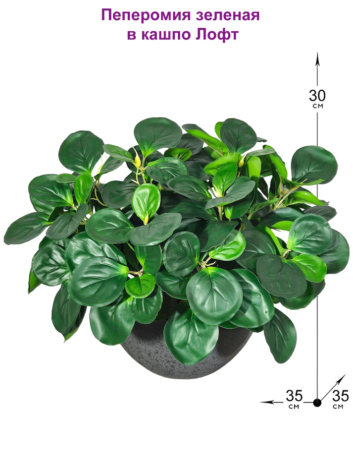 Пеперомия искусственная зеленая 35см в кашпо Лофт