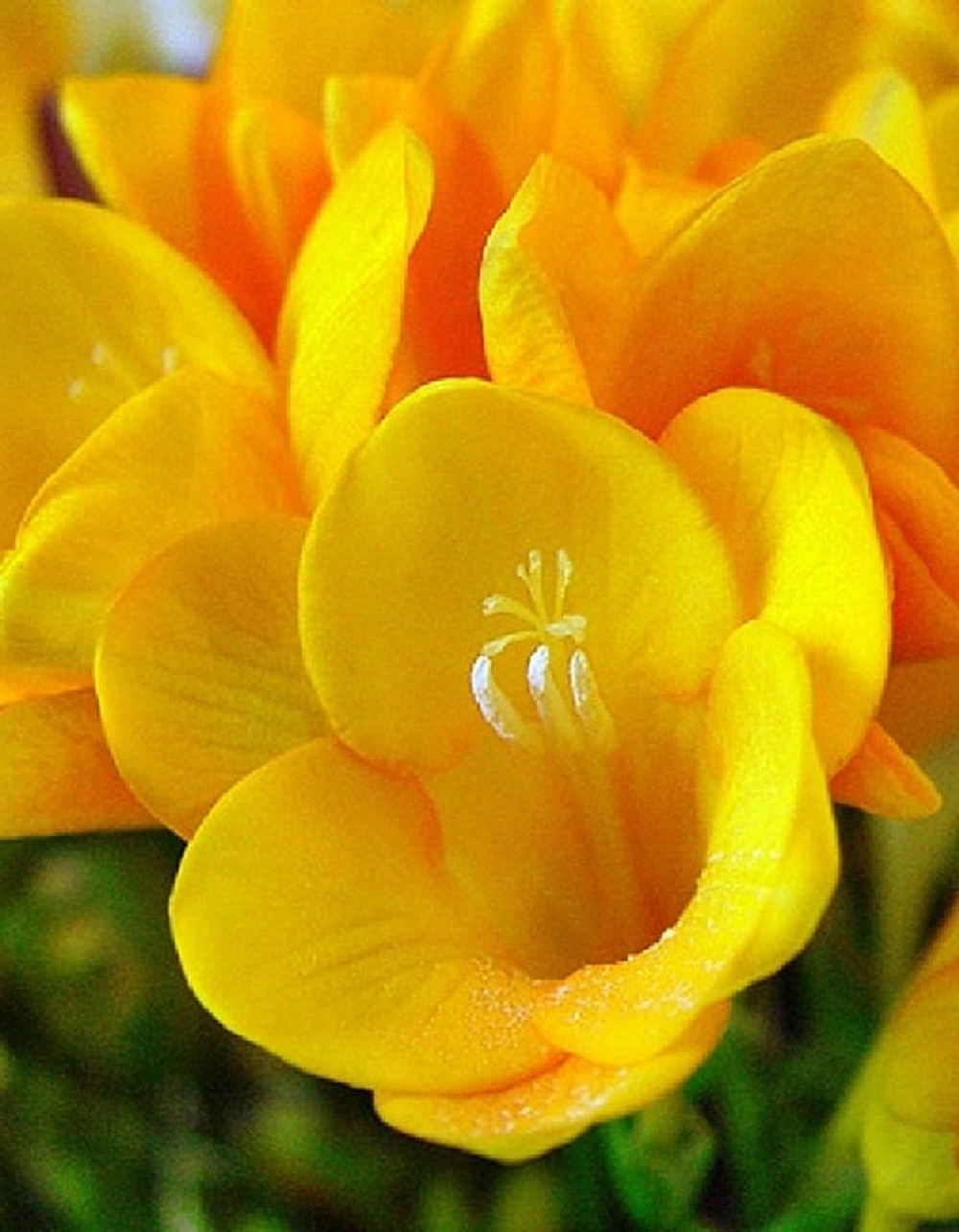 Фрезия Махровая желтая (10 шт) Волжский Сад