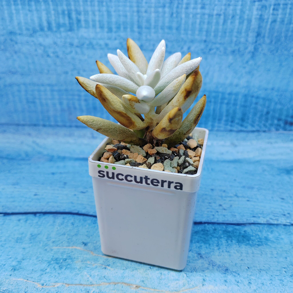 Senecio Haworthii (Крестновник)