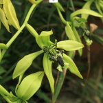 Орхидея COELOGYNE PANDURATA