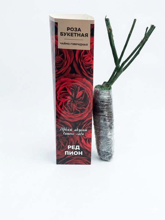 Саженцы роз Red Pione