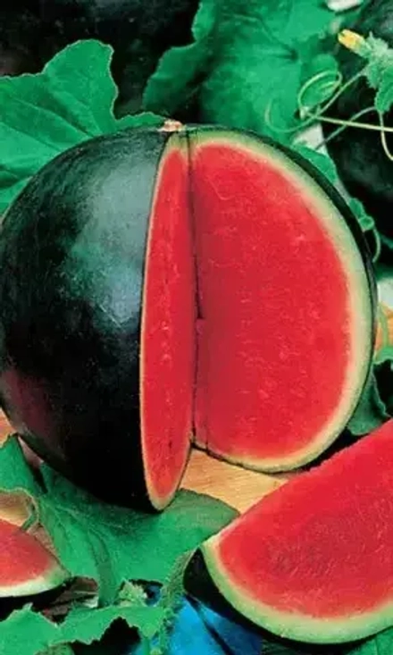 Арбуз Паннония F1 5шт УрДачник