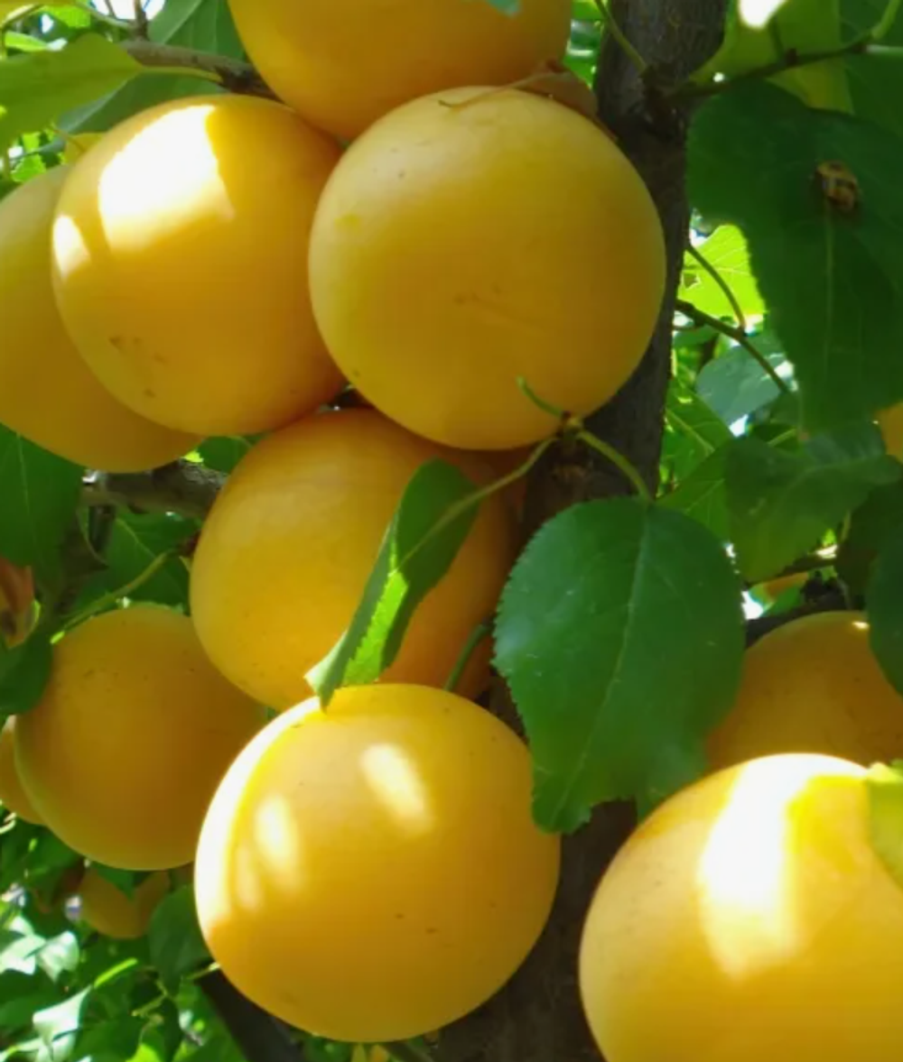 Шарафуга желтая ЗКС контейнер 7,5л, 3х летний саженец май 26