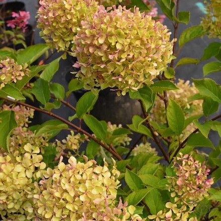 Гортензия древовидная Грандифлора C2 20-25