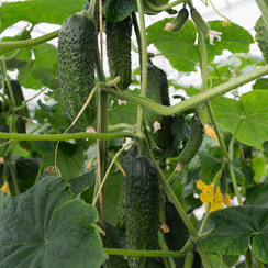 АНЗОР F1 семена огурца партенокарпического (Bejo | Alexagro)