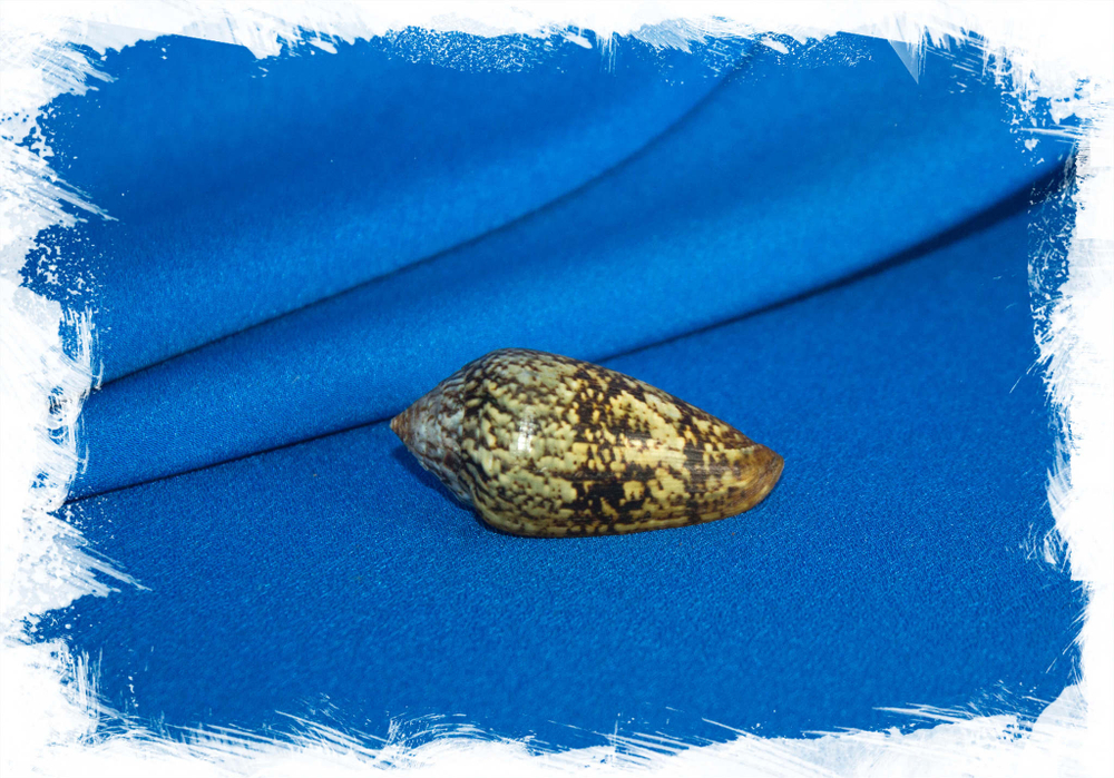 Раковина Конус гибридус, Conus hybridus