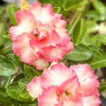 Адениум CHOK AMPHAN