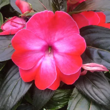 11100 Бальзамин НГ Odyssey Compact Clio (Весна 2026)