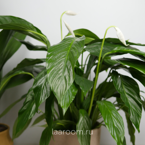 Спатифиллум Свит Лауретта 19/90
