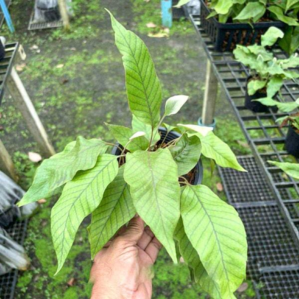 Пиррозия P.SP BORNEO