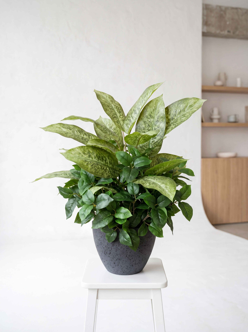 Диффенбахия с зеленью с кашпо Лофт