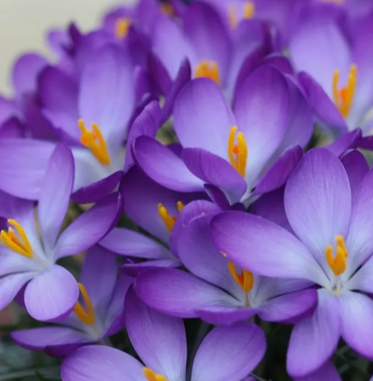 Крокусы на осень 25