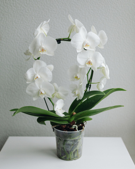Орхидея Фаленопсис белая