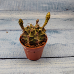 Gymnocalycium Friedrichii (Гимнокалициум)