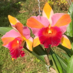 Орхидея ринхолелиокаттлея RLC. AMAZING SIAM RAINBOW MOON