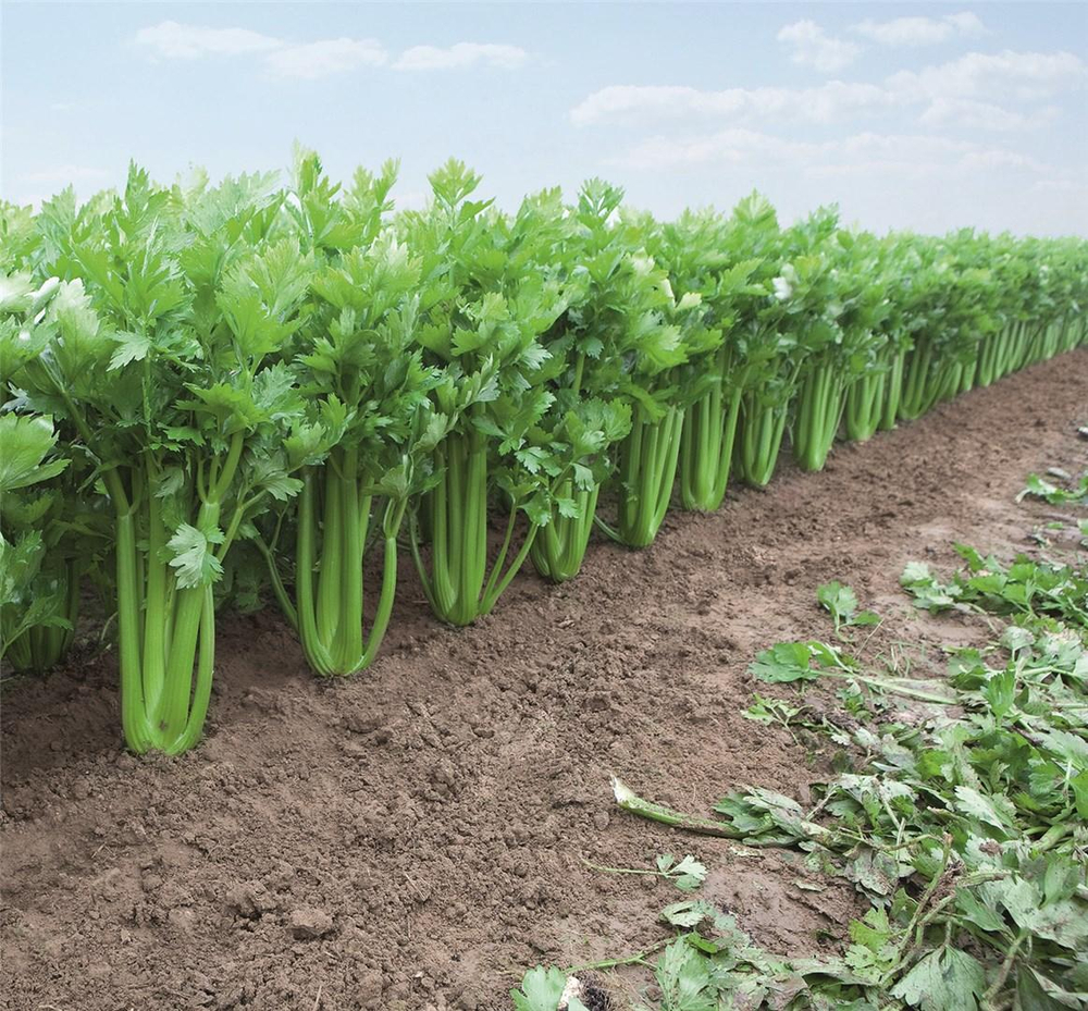 Танго семена сельдерея (Bejo / Бейо)