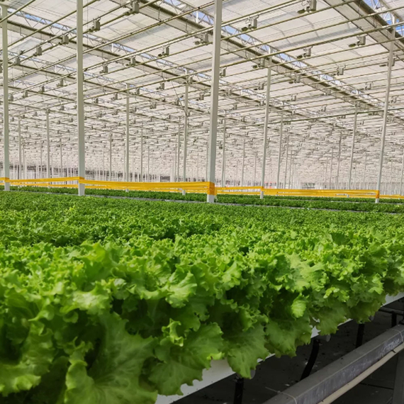 КАТЮША семена салата Nunhems купить – фото 2