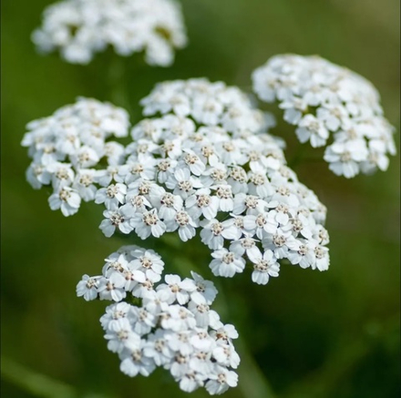 Тысячелистник обыкновенный "Weisses Wunder". Achillea millefolium "Weisses Wunder".
