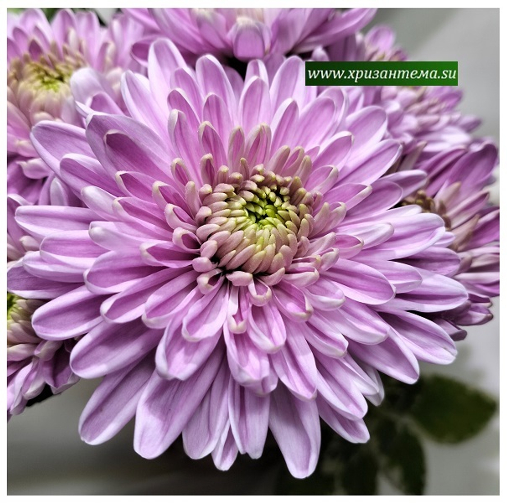 Хризантема крупноцветковая Rossano dark /о.105 /поставка весна 2026г/