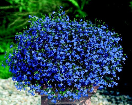ЕВРО Лобелия Star Blue Star укорененный черенок ОКС начало декабря