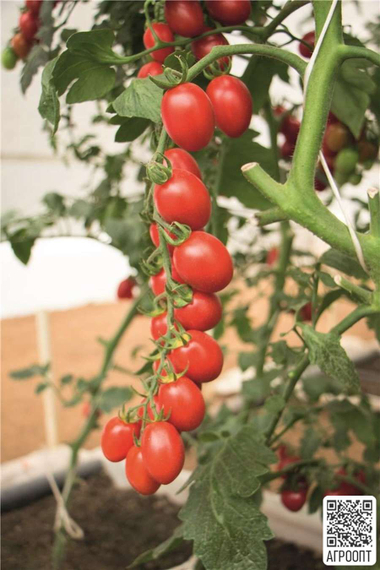 Маунтин Винъярд F1 семена томата индетерминантного (Bejo / Бейо) продукт – фото 2