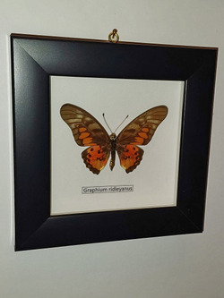 Бабочка Graphium ridleyanus пара в рамке