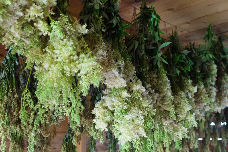 Таволга вязолистная польза для организма