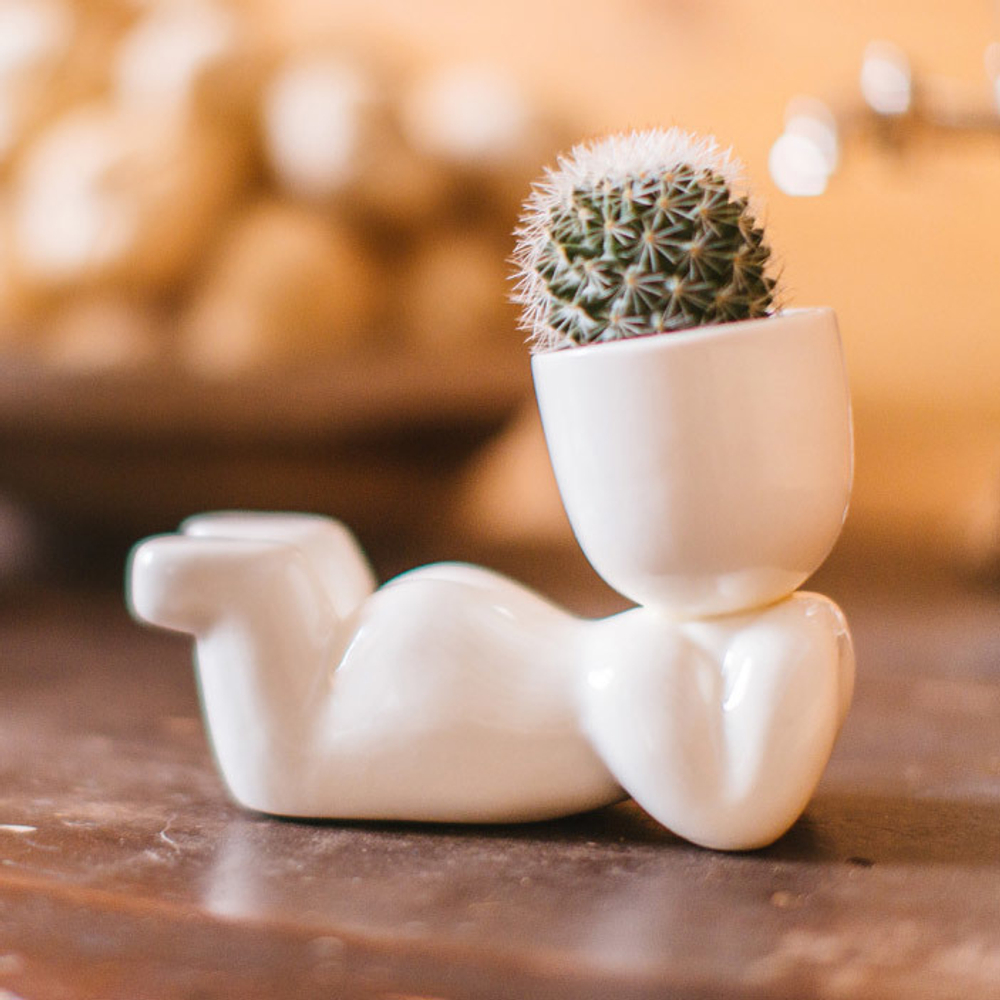 Набор для выращивания eco Мечтатель